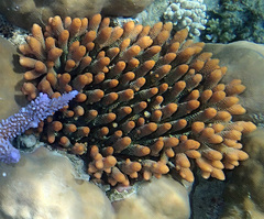 Acropora spathulata