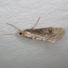 Evergestis isatidalis