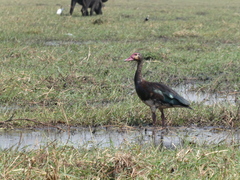 Plectropterus gambensis