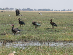 Plectropterus gambensis