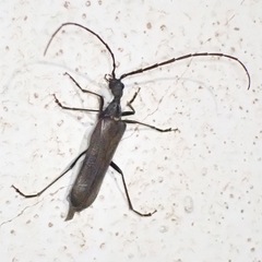 Vesperus xatarti
