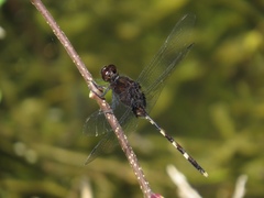 Erythemis plebeja