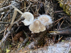 Spinellus fusiger