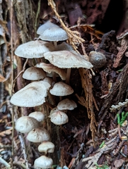 Mycena maculata