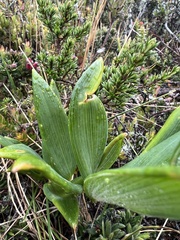 Bomarea pauciflora