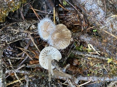 Spinellus fusiger