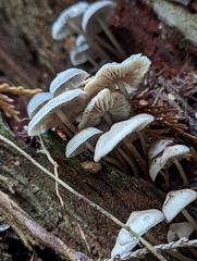 Mycena maculata