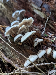Mycena maculata