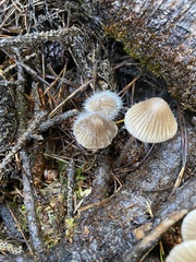 Spinellus fusiger