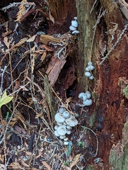 Mycena maculata