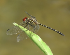 Dythemis sterilis