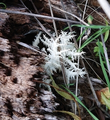 Hericium clathroides