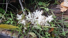Hericium clathroides