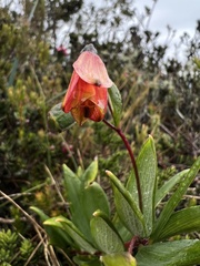 Bomarea pauciflora