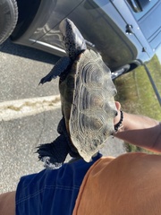 Malaclemys terrapin terrapin
