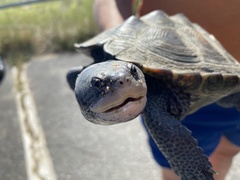 Malaclemys terrapin terrapin