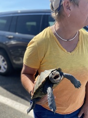 Malaclemys terrapin terrapin