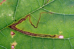 Stigmella aceris