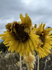 Espeletia