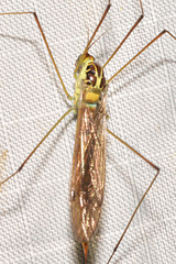 Nephrotoma virescens