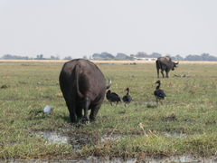 Plectropterus gambensis