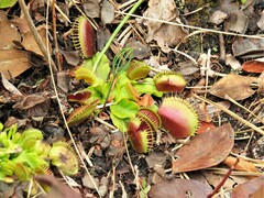 Dionaea muscipula