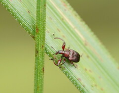 Euops falcata