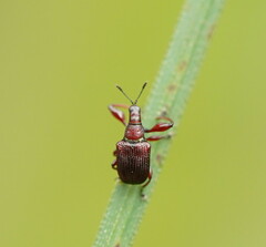 Euops falcata