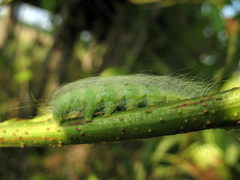 Acronicta leporina