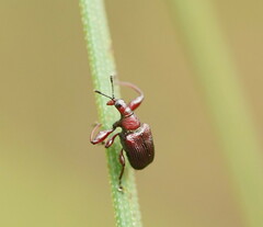 Euops falcata