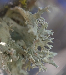 Evernia