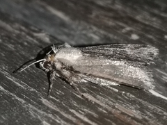 Agrotis trux