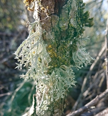 Evernia