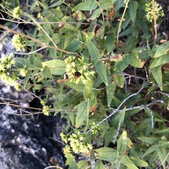 Koanophyllon palmeri