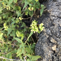 Koanophyllon palmeri