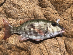 Lethrinus