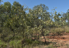 Acacia bancroftiorum