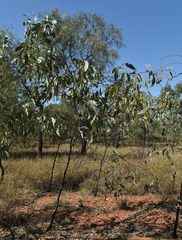Acacia bancroftiorum
