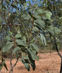 Acacia bancroftiorum
