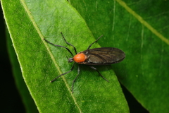 Plecia