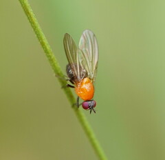 Sapromyza sciomyzina