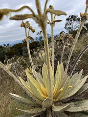 Espeletia