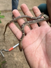 Lycodon anamallensis