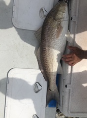 Sciaenops ocellatus