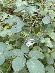 Rubus bifrons