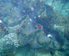 Tridacna