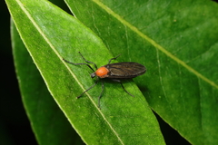 Plecia