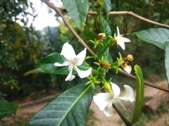 Tabernaemontana catharinensis