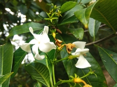 Tabernaemontana catharinensis