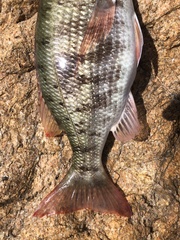 Lethrinus